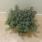 Sedum Cauticola Lidakense In a 13cm pot Cassandra's Plants
