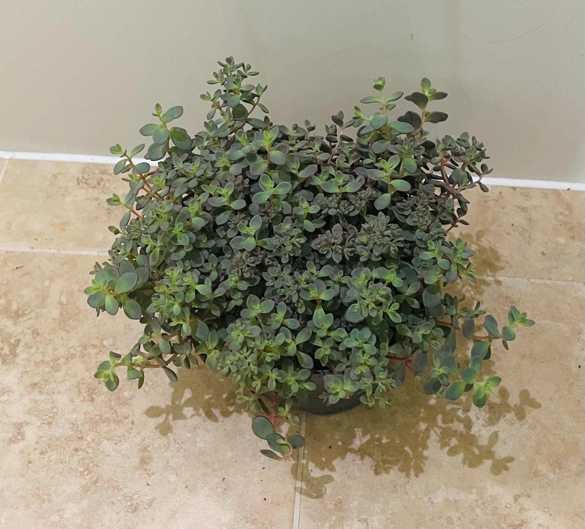 Sedum Cauticola Lidakense In a 13cm pot Cassandra's Plants