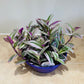 Tradescantia Nanouk Cassandra's Plants