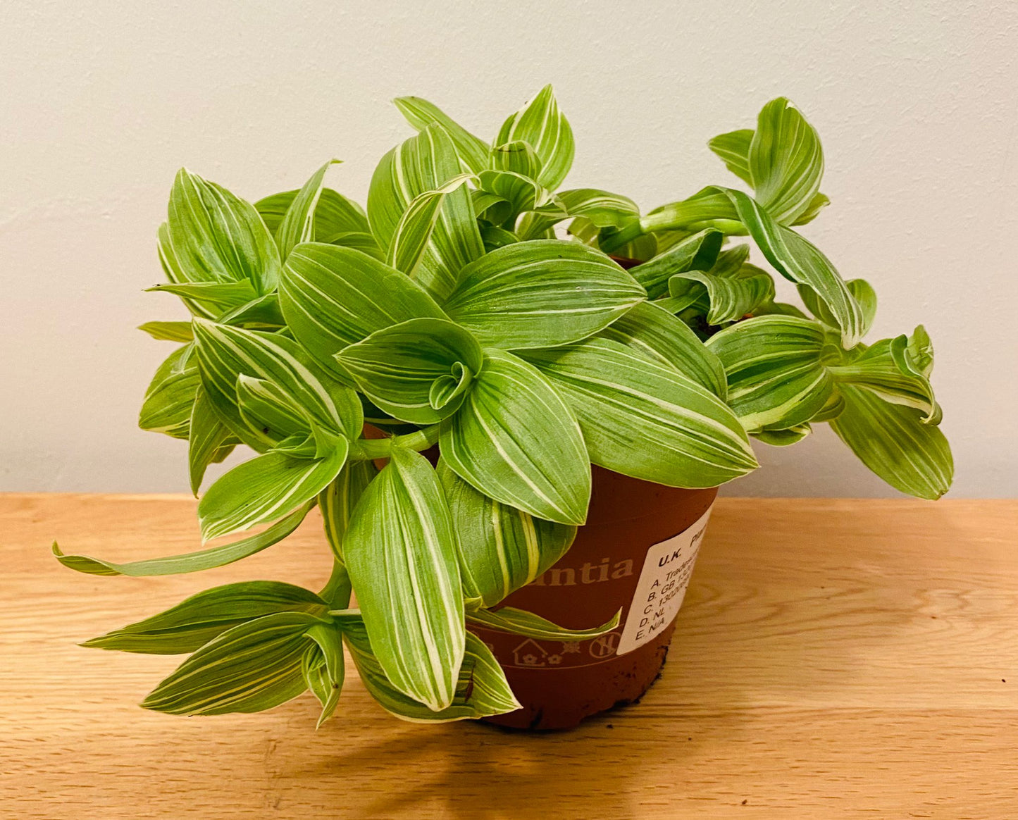 Tradescantia Albiflora Albovittata Cassandra's Plants