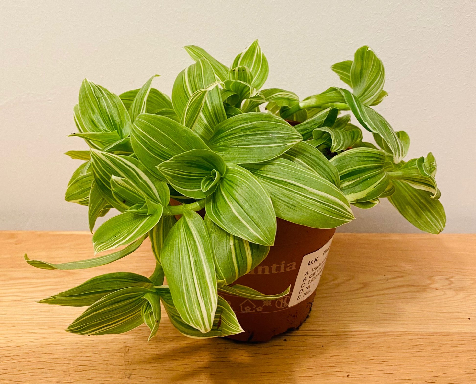 Tradescantia Albiflora Albovittata Cassandra's Plants