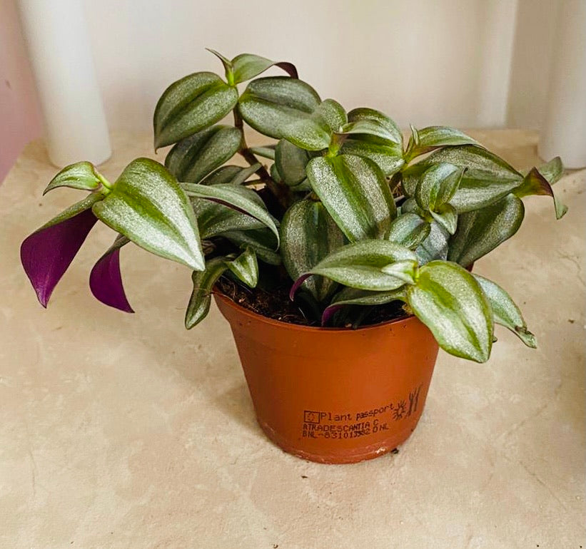 Tradescantia Zebrina Silver Inch Plant Cassandra's Plants