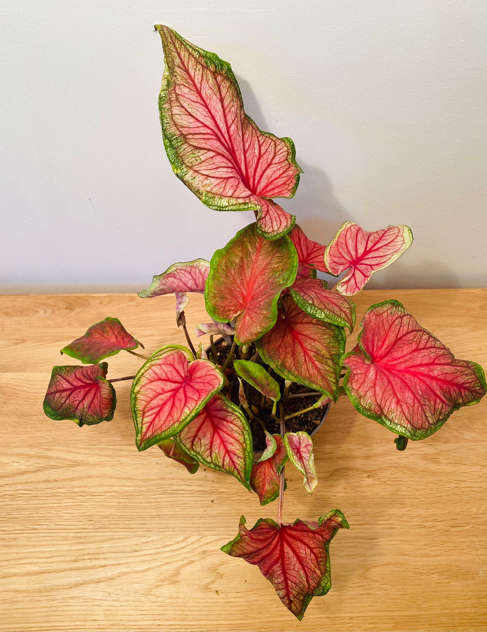 Caladium Sizzle “Angel Wings” 12cm Pot Cassandra's Plants