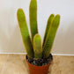 Cleistocactus Winteri "Rat Tail" 9cm Pot Cassandra's Plants