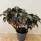 Pilea Spruceana "Silver Tree" in 2 sizes Cassandra's Plants