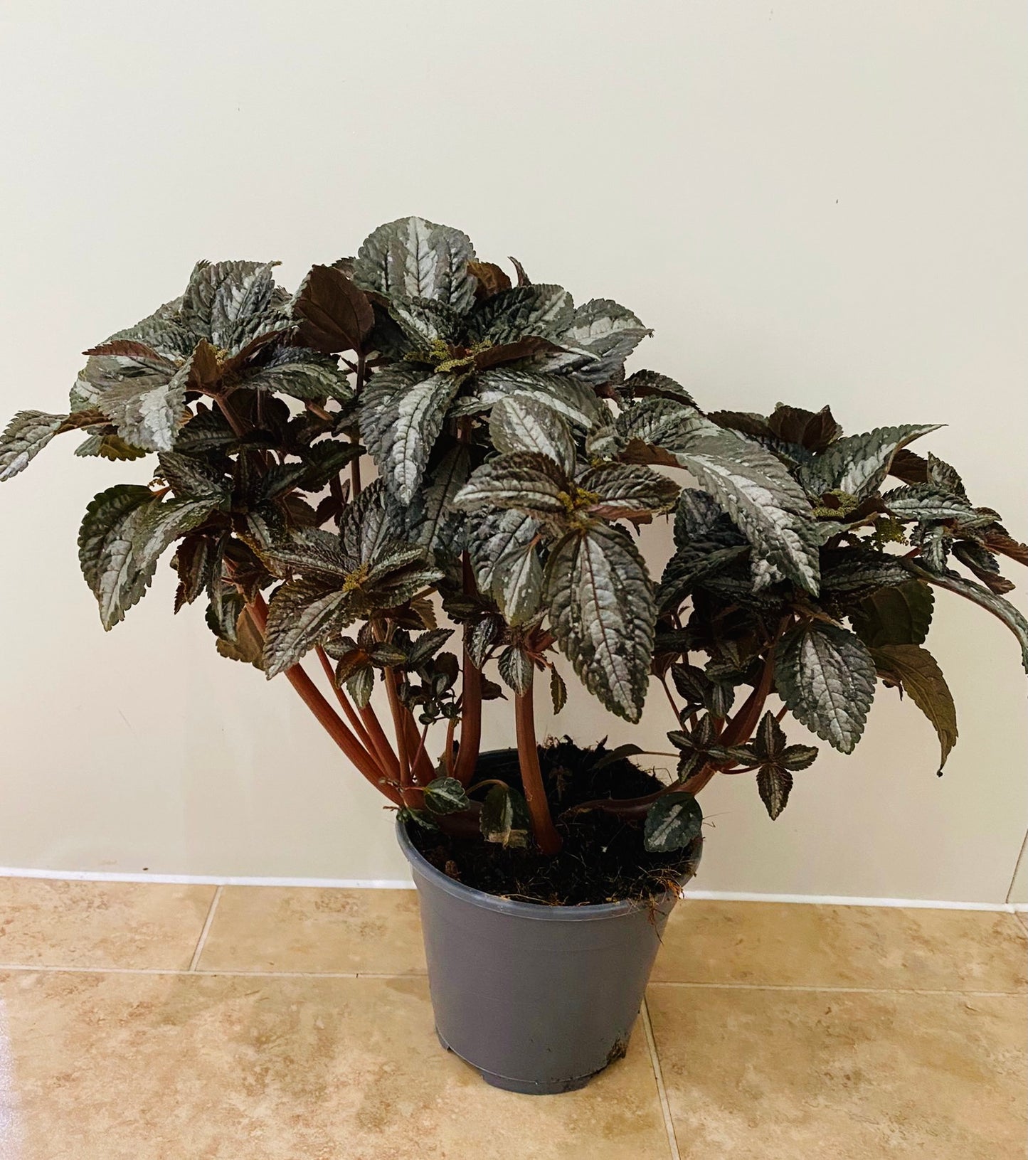 Pilea Spruceana "Silver Tree" in 2 sizes Cassandra's Plants