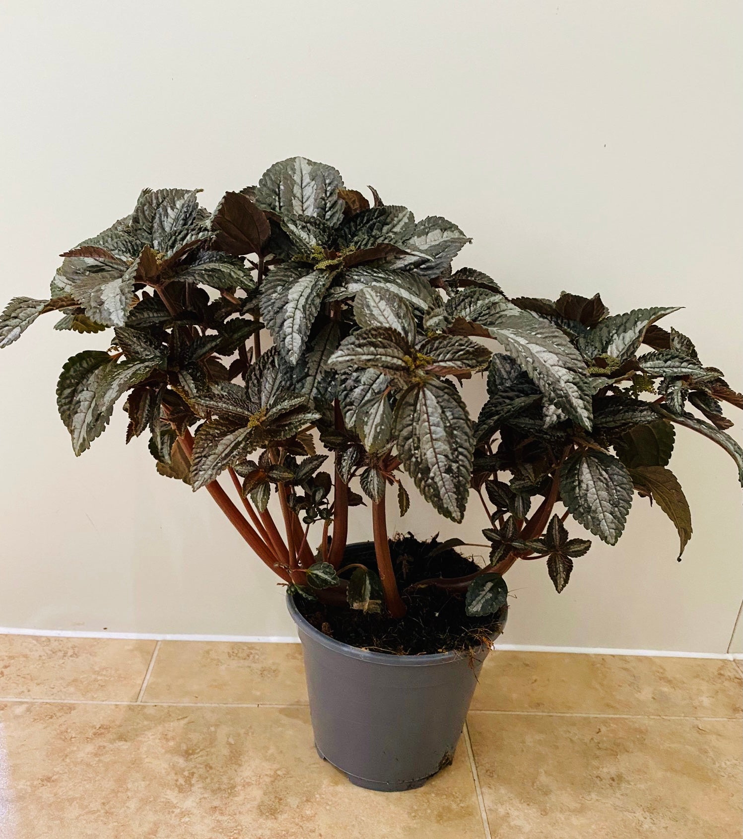 Pilea Spruceana "Silver Tree" in 2 sizes Cassandra's Plants