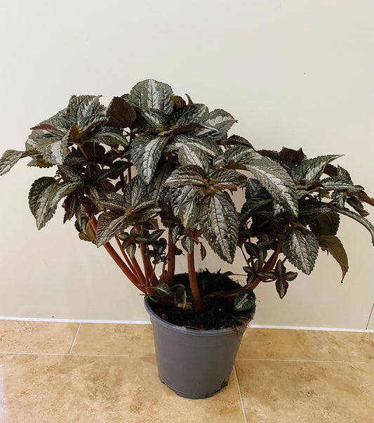 Pilea Spruceana "Silver Tree" in 2 sizes Cassandra's Plants