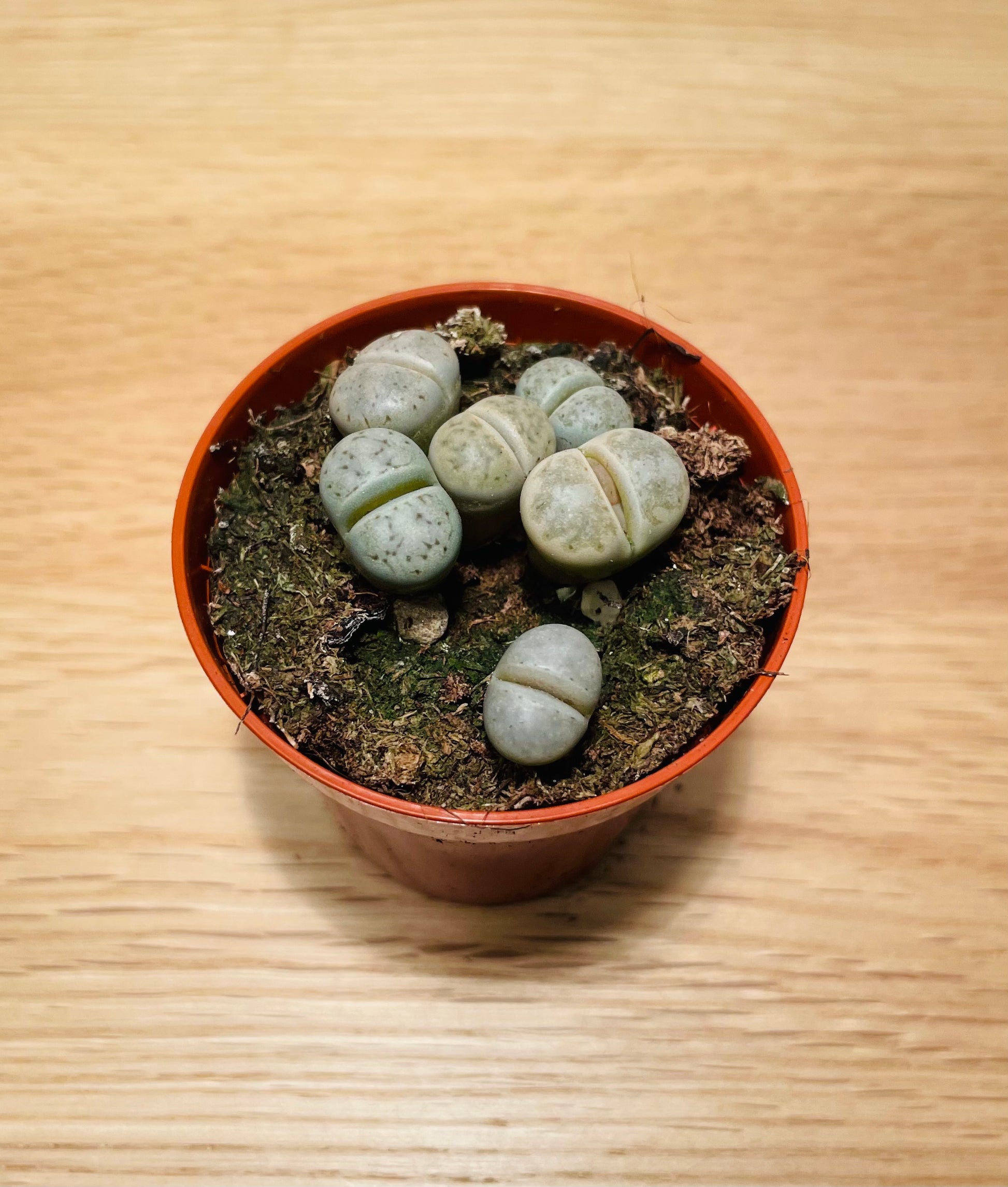 Lithops Fulviceps mix Cassandra's Plants