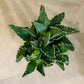 Faucaria Tigrina in 5.5cm Pot Cassandra's Plants