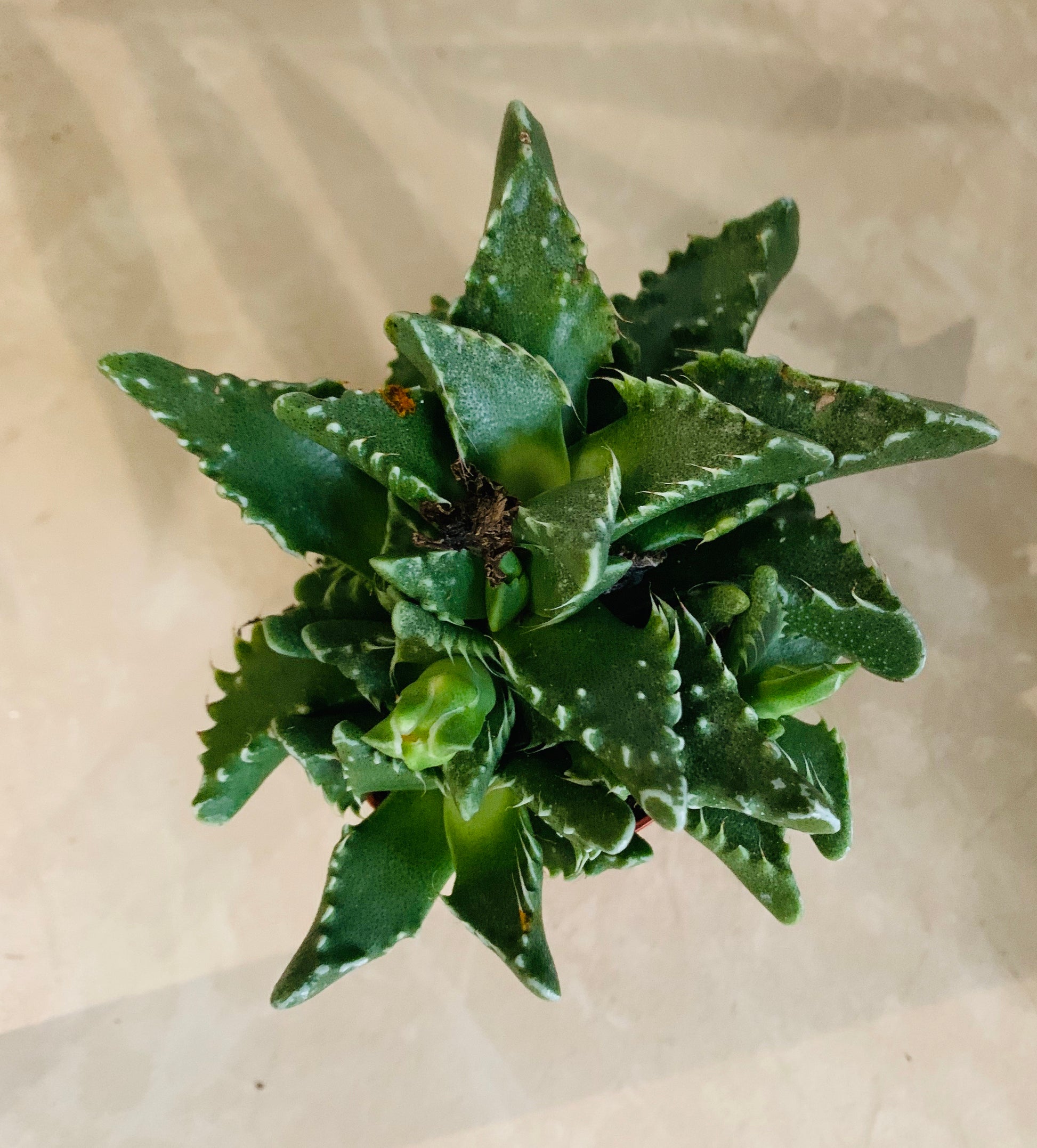 Faucaria Tigrina in 5.5cm Pot Cassandra's Plants