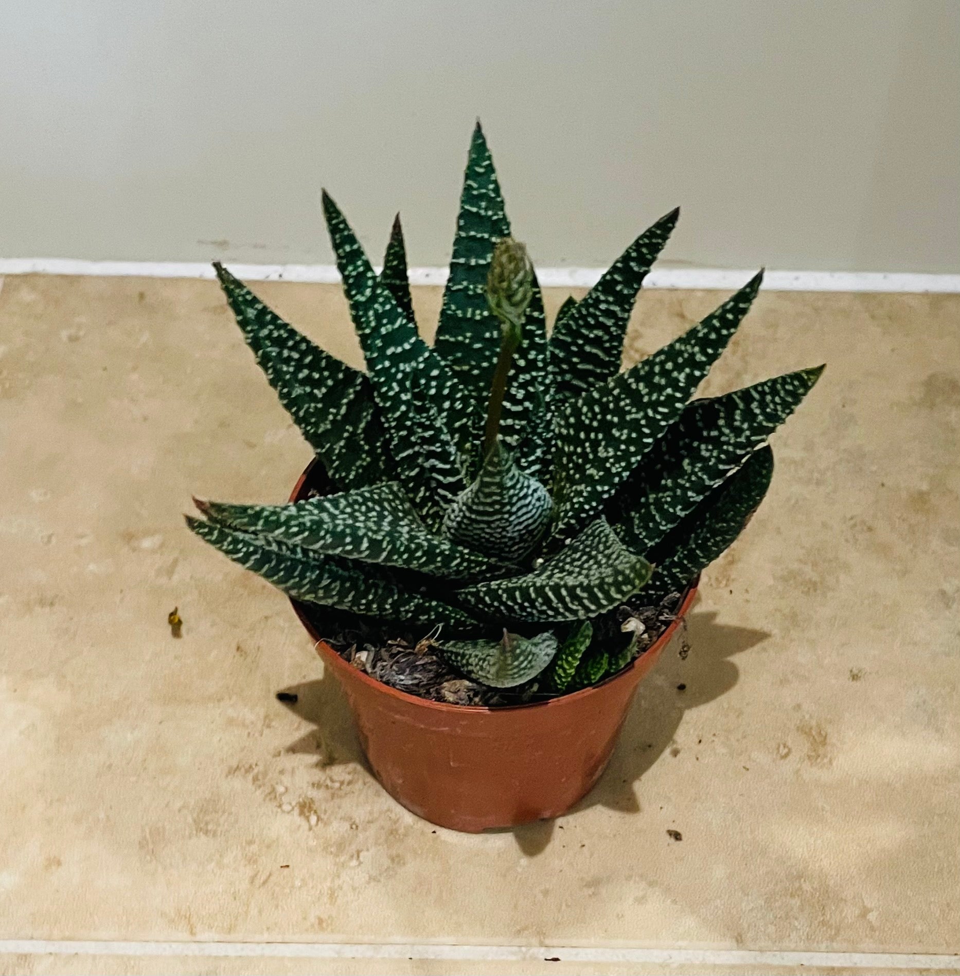Haworthia Fasciata in 8.5cm pot Cassandra's Plants