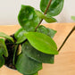 Hoya Chelsea in a 8.5cm Pot Cassandra's Plants