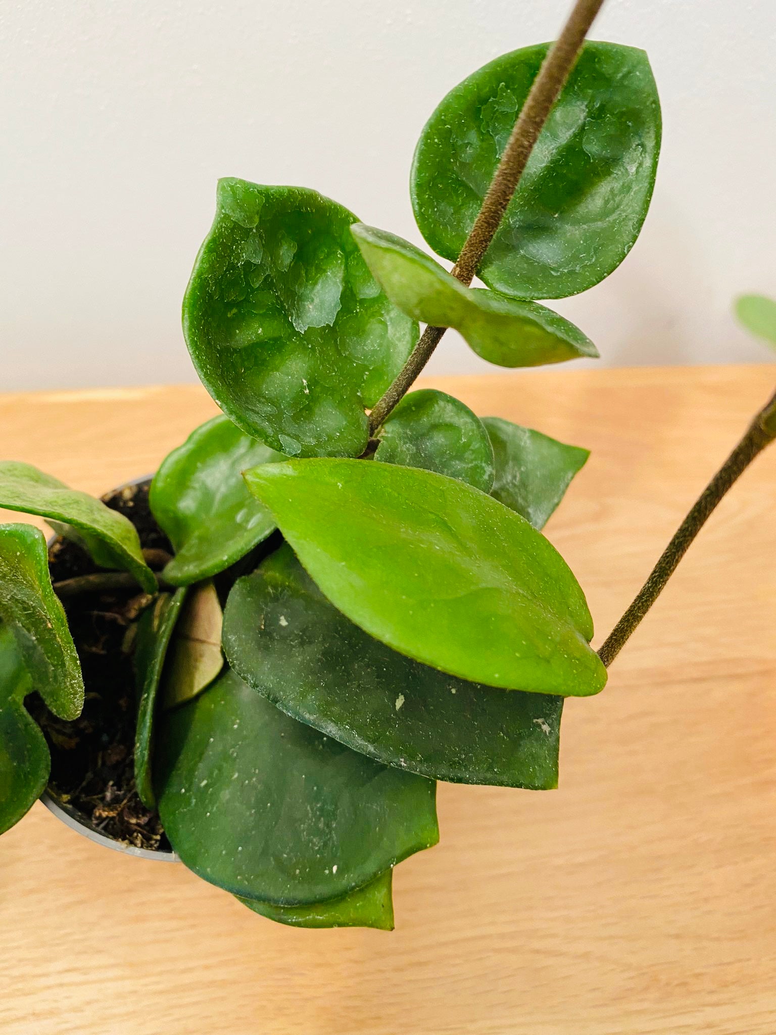 Hoya Chelsea in a 8.5cm Pot Cassandra's Plants