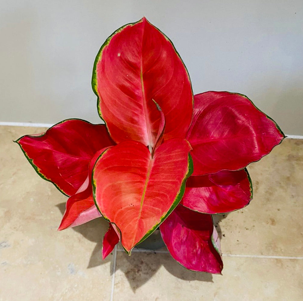Aglaonema Anyamanee Orange 12cm Pot Cassandra's Plants