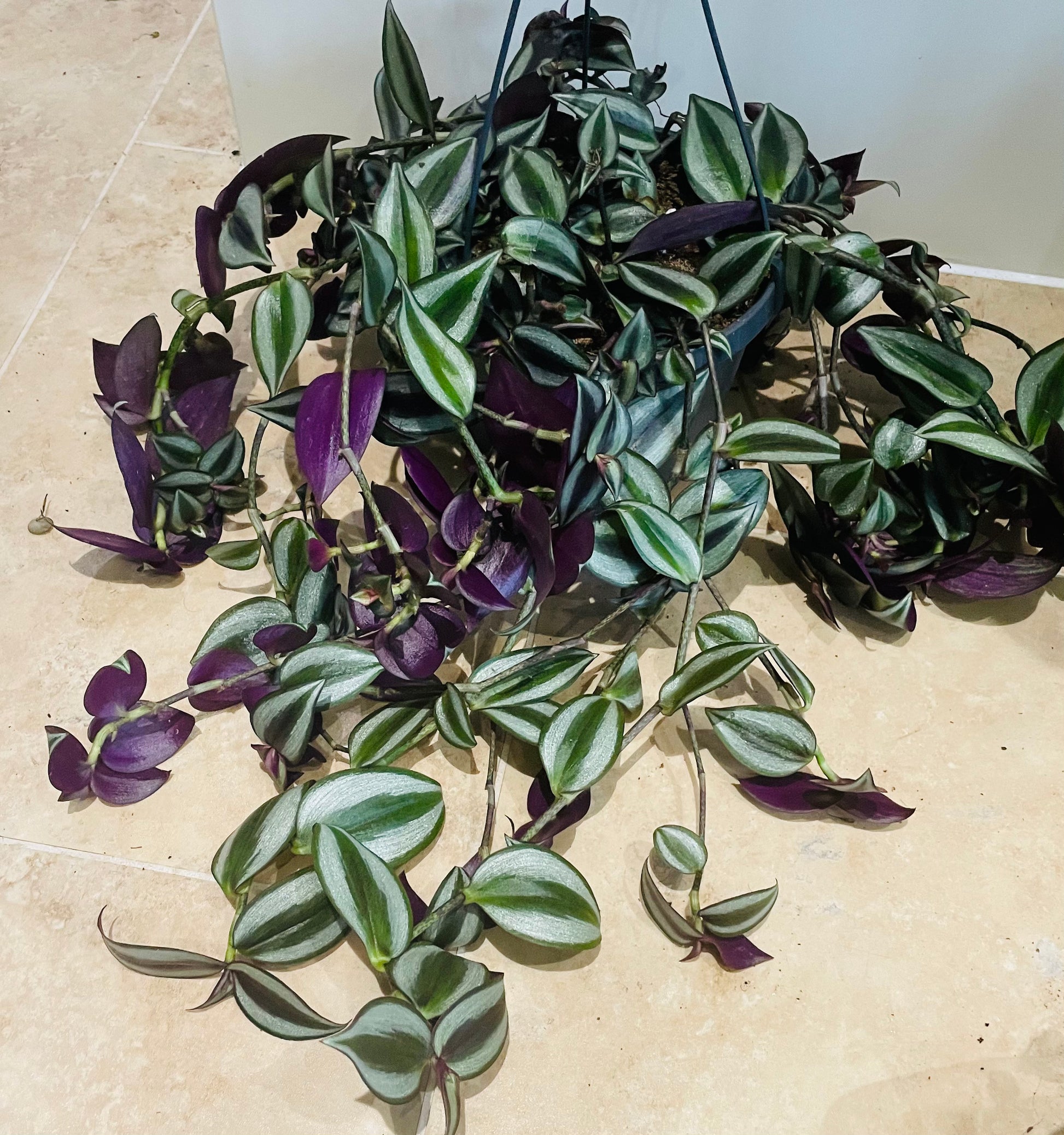 Tradescantia Zebrina Silver Inch Plant Cassandra's Plants
