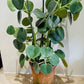 Peperomia Horavaria in a 16cm Terracota Pot Cassandra's Plants