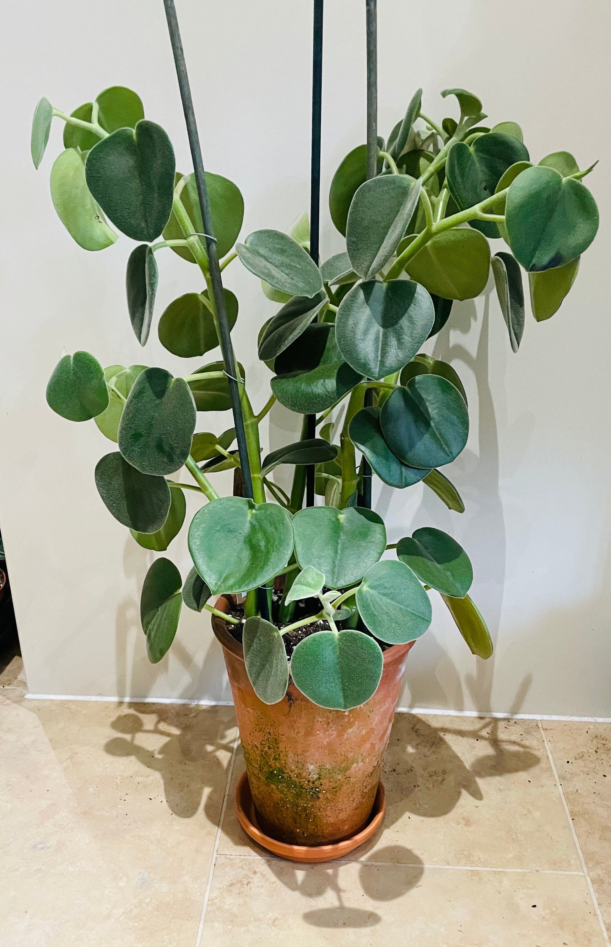 Peperomia Horavaria in a 16cm Terracota Pot Cassandra's Plants