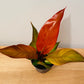 Philodendron Starfire in a 9cm pot Cassandra's Plants