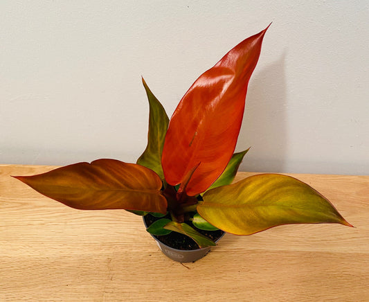 Philodendron Starfire in a 9cm pot Cassandra's Plants