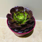 Aeonium Velour 15cm Pot Cassandra's Plants