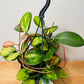 Hoya Australis Lisa In a 15cm hanging pot Cassandra's Plants