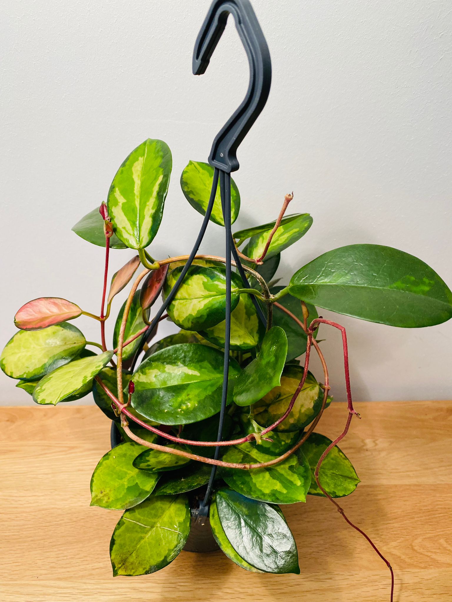 Hoya Australis Lisa In a 15cm hanging pot Cassandra's Plants