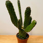 Opuntia Consolea in a 9 cm pot Cassandra's Plants