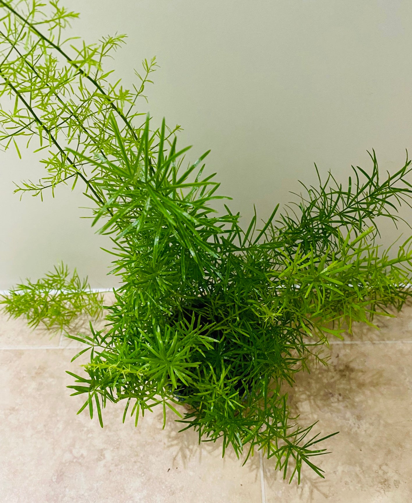 Asparagus Sprengeri “Emerald” Fern 12cm Pot Cassandra's Plants