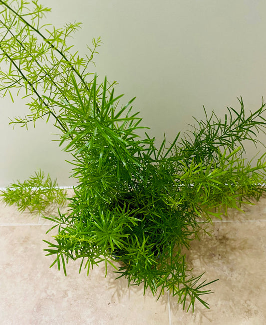 Asparagus Sprengeri “Emerald” Fern 12cm Pot Cassandra's Plants
