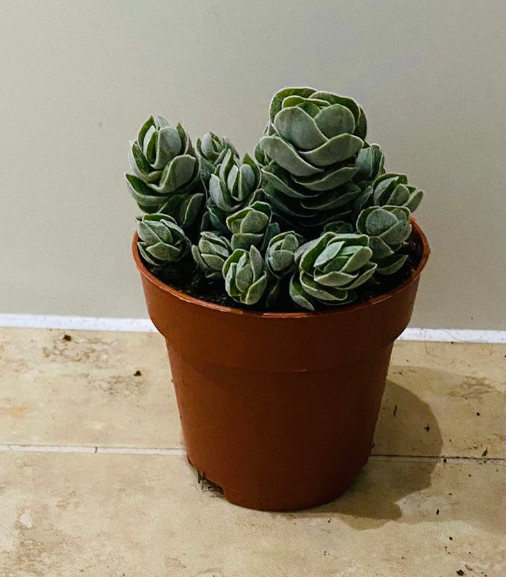 Crassula Ivory Pagoda 8cm Pot Cassandra's Plants