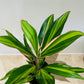 Cordyline Fruticosa Kiwi 13cm pot Cassandra;s Plants
