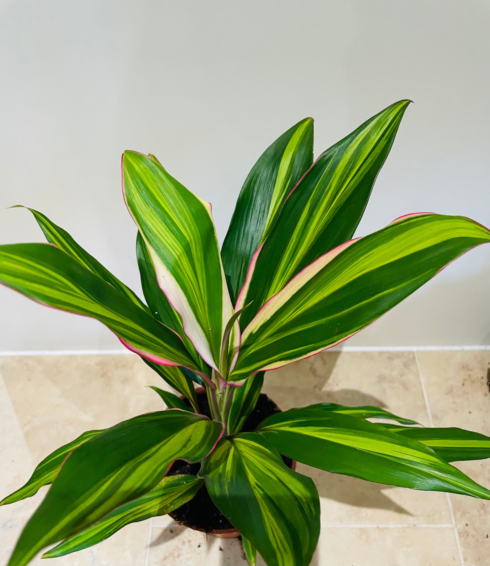 Cordyline Fruticosa Kiwi 13cm pot Cassandra;s Plants