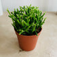 Rhipsalis Cereuscula "Coral Cactus" Cassandra's Plants
