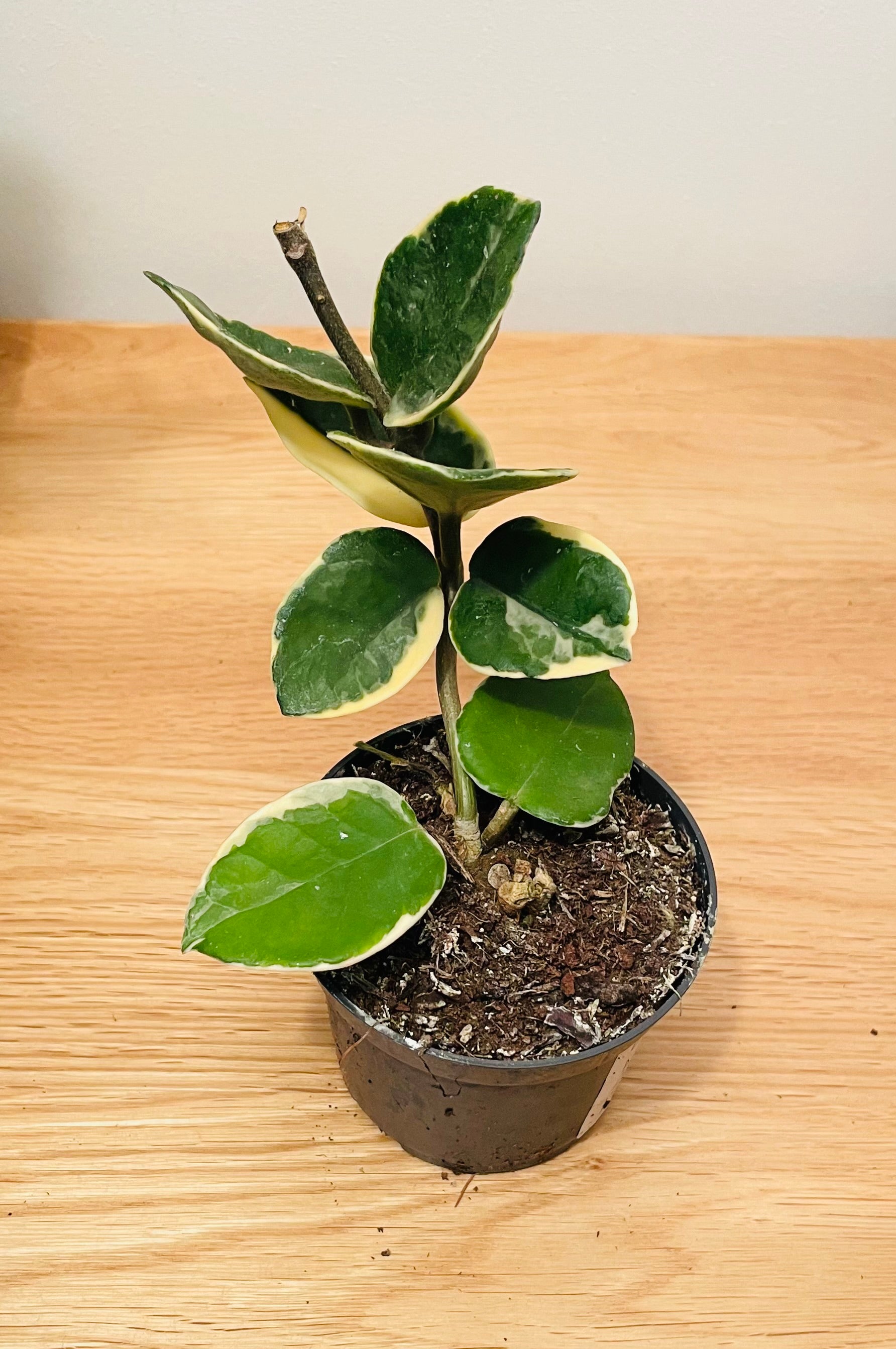 Hoya Carnosa Krimson Queen in 8.5cm Pot Cassandra's Plants