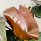 Philodendron Ruby Red in a 19cm Pot Cassandra's Plants