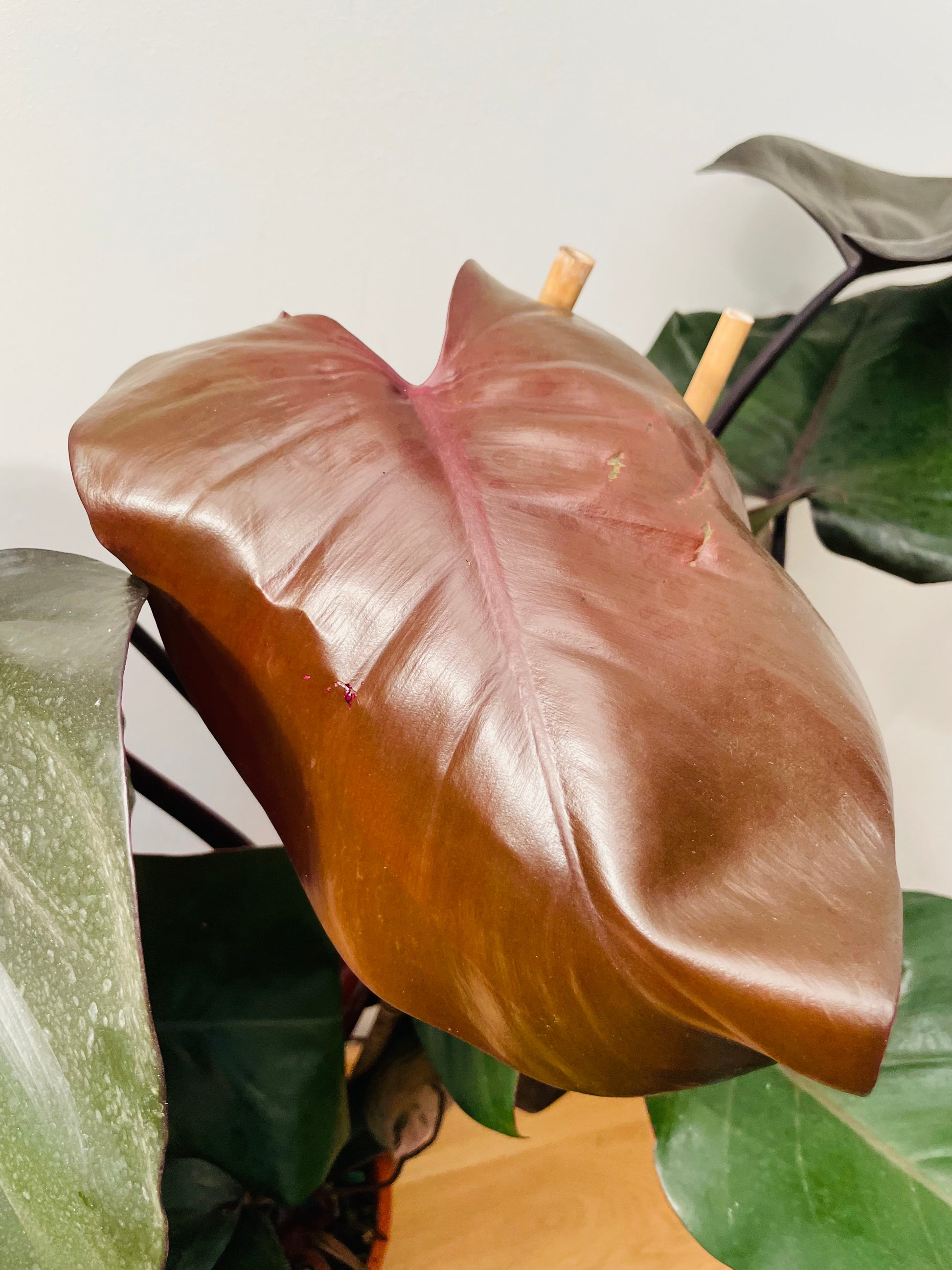 Philodendron Ruby Red in a 19cm Pot Cassandra's Plants