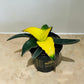 Sansevieria Star Canary in 9cm Pot Cassandra's Plants