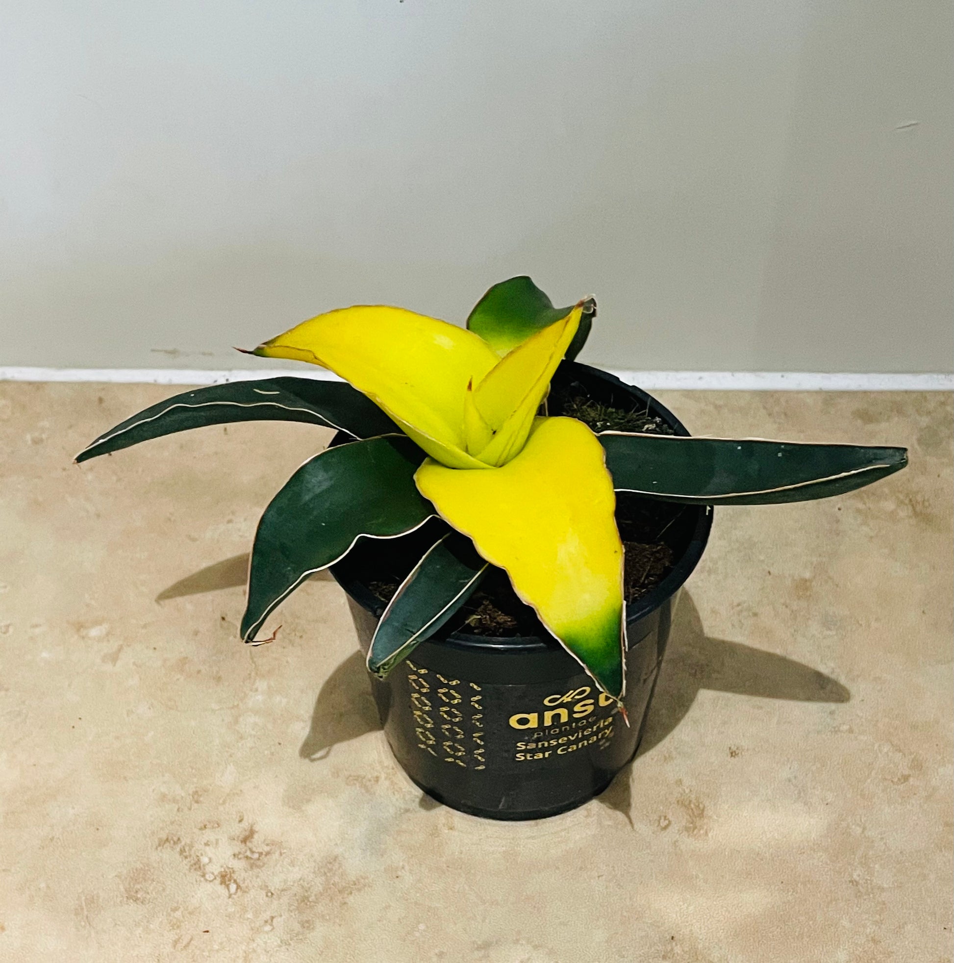 Sansevieria Star Canary in 9cm Pot Cassandra's Plants