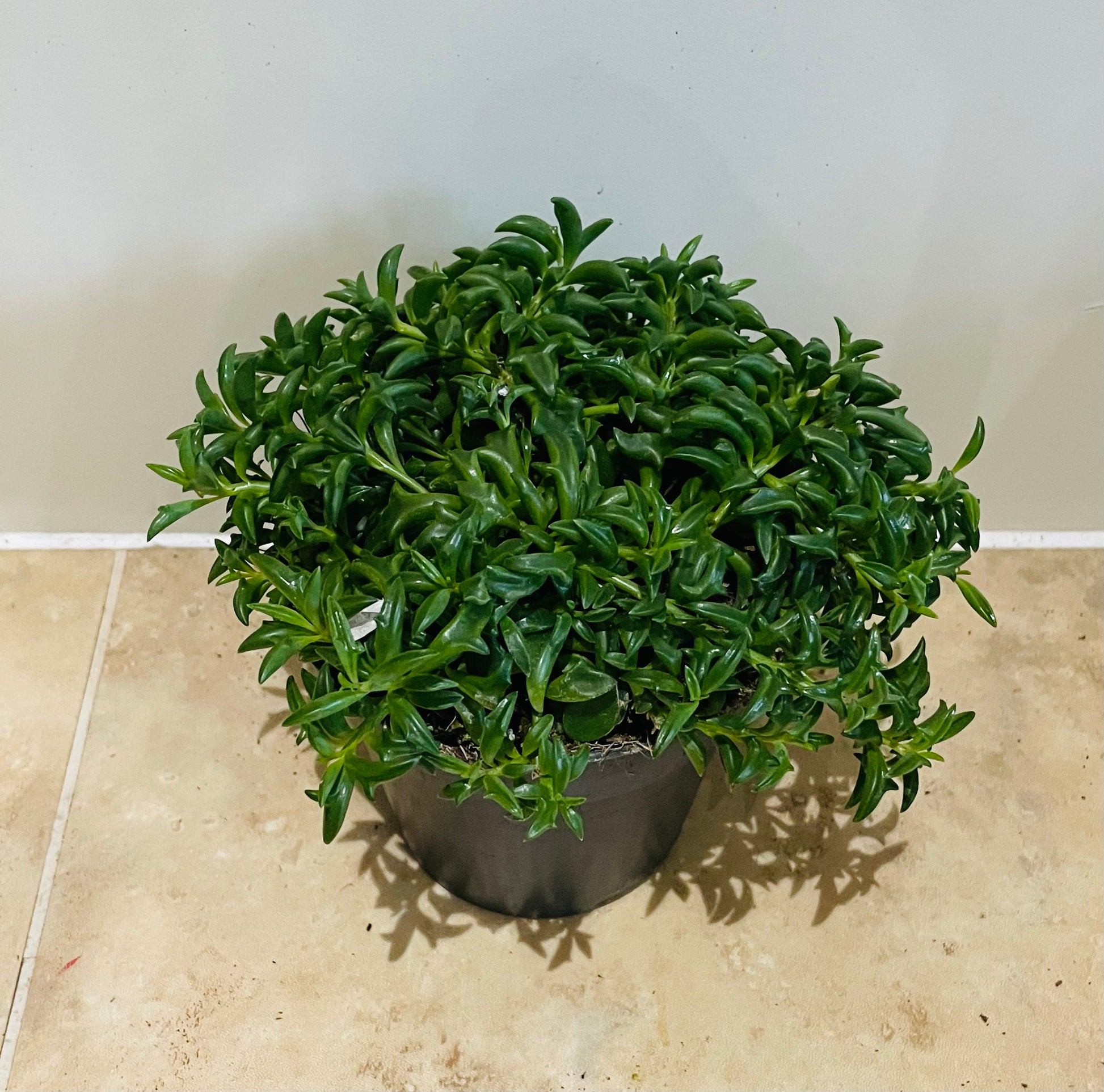 Senecio Peregrinus String of Dolphins Cassandra's Plants