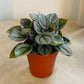 Peperomia Napoli Nights Cassandra's Plants