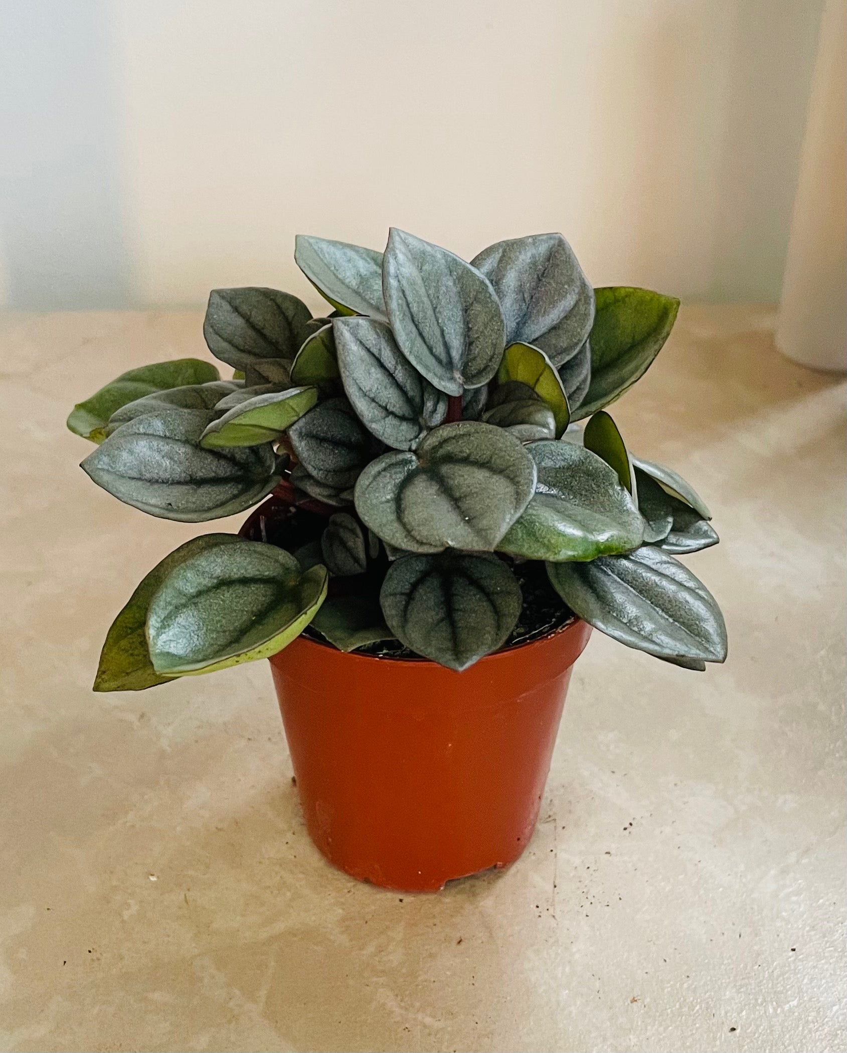 Peperomia Napoli Nights Cassandra's Plants