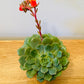 Echeveria Dondo Succulent in 5.5cm Pot Cassandra's Plants