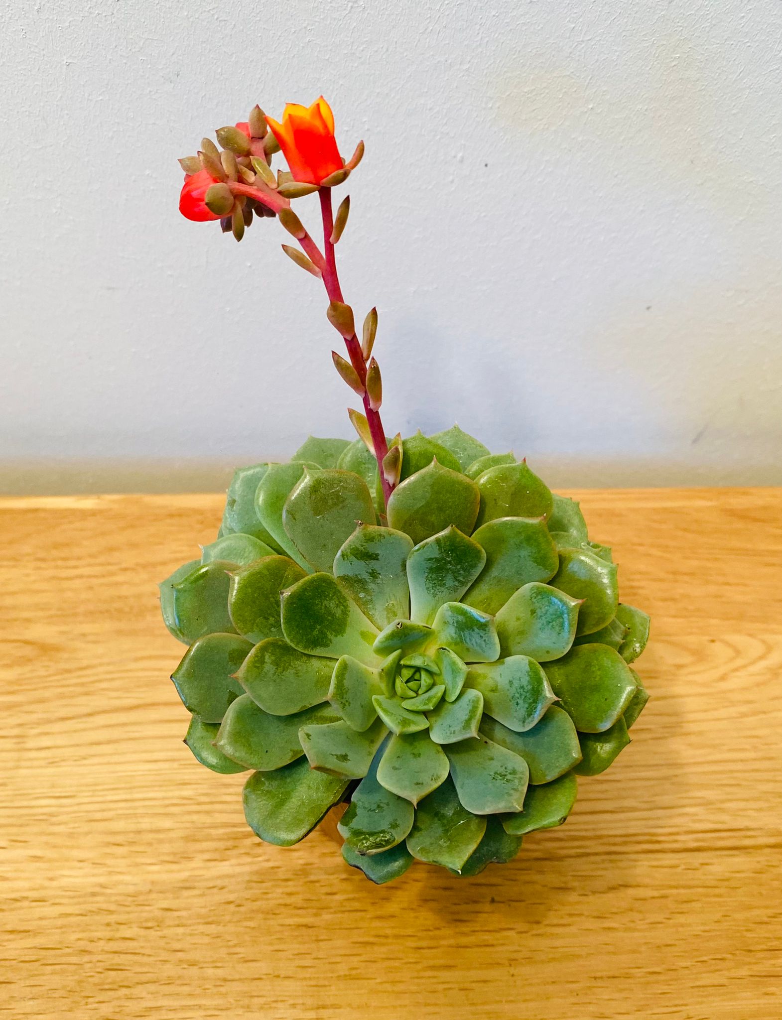 Echeveria Dondo Succulent in 5.5cm Pot Cassandra's Plants