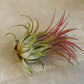 Tillandsia Ionantha Guatemala Cassandra's Plants