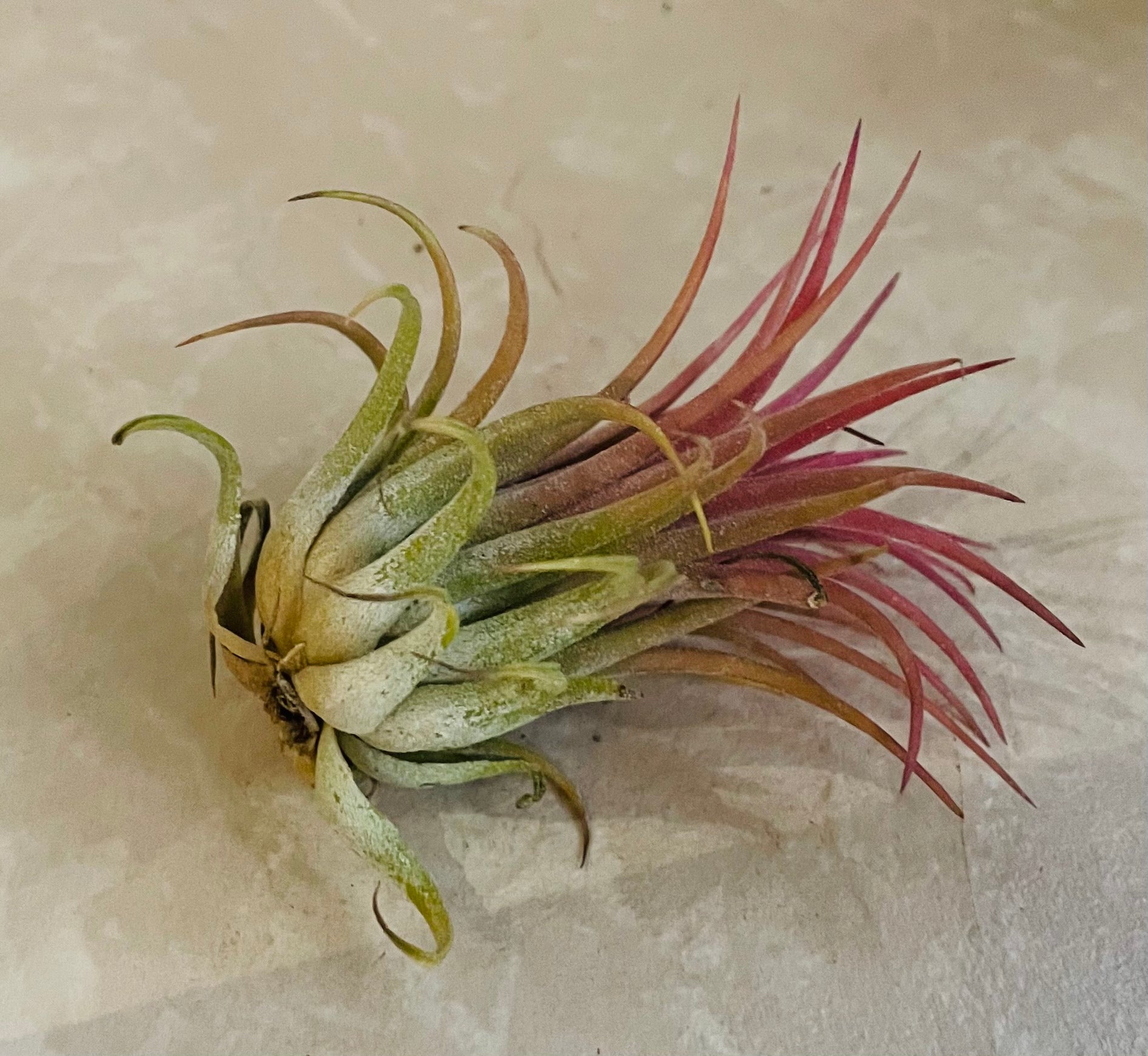 Tillandsia Ionantha Guatemala Cassandra's Plants