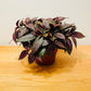 Strobilanthes Dyeriana Persian Shield in a 12cm pot Cassandra's Plants