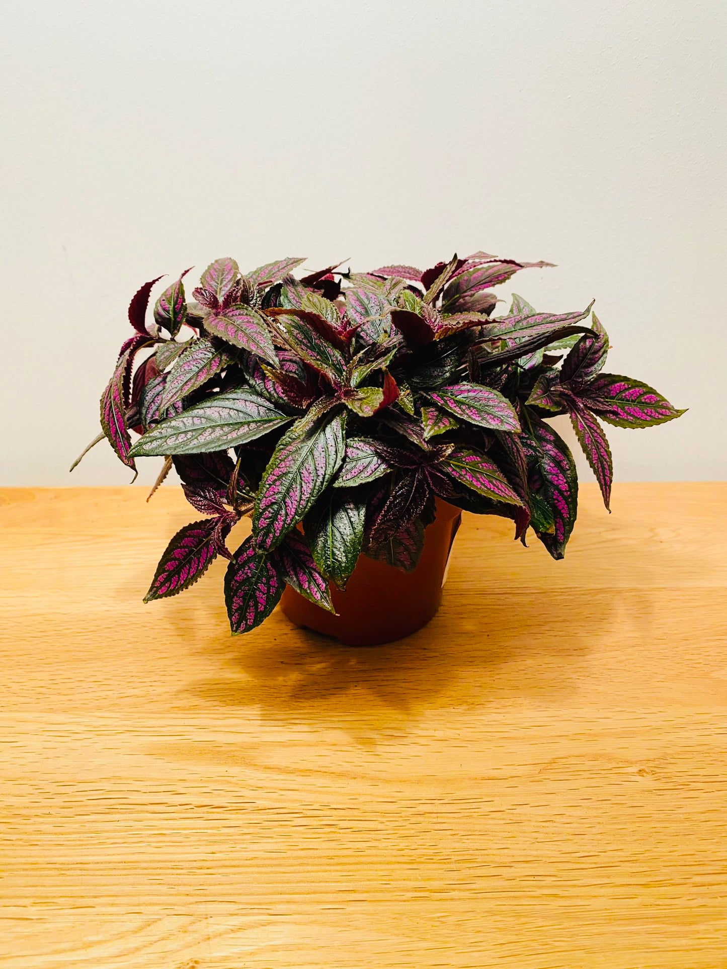 Strobilanthes Dyeriana Persian Shield in a 12cm pot Cassandra's Plants
