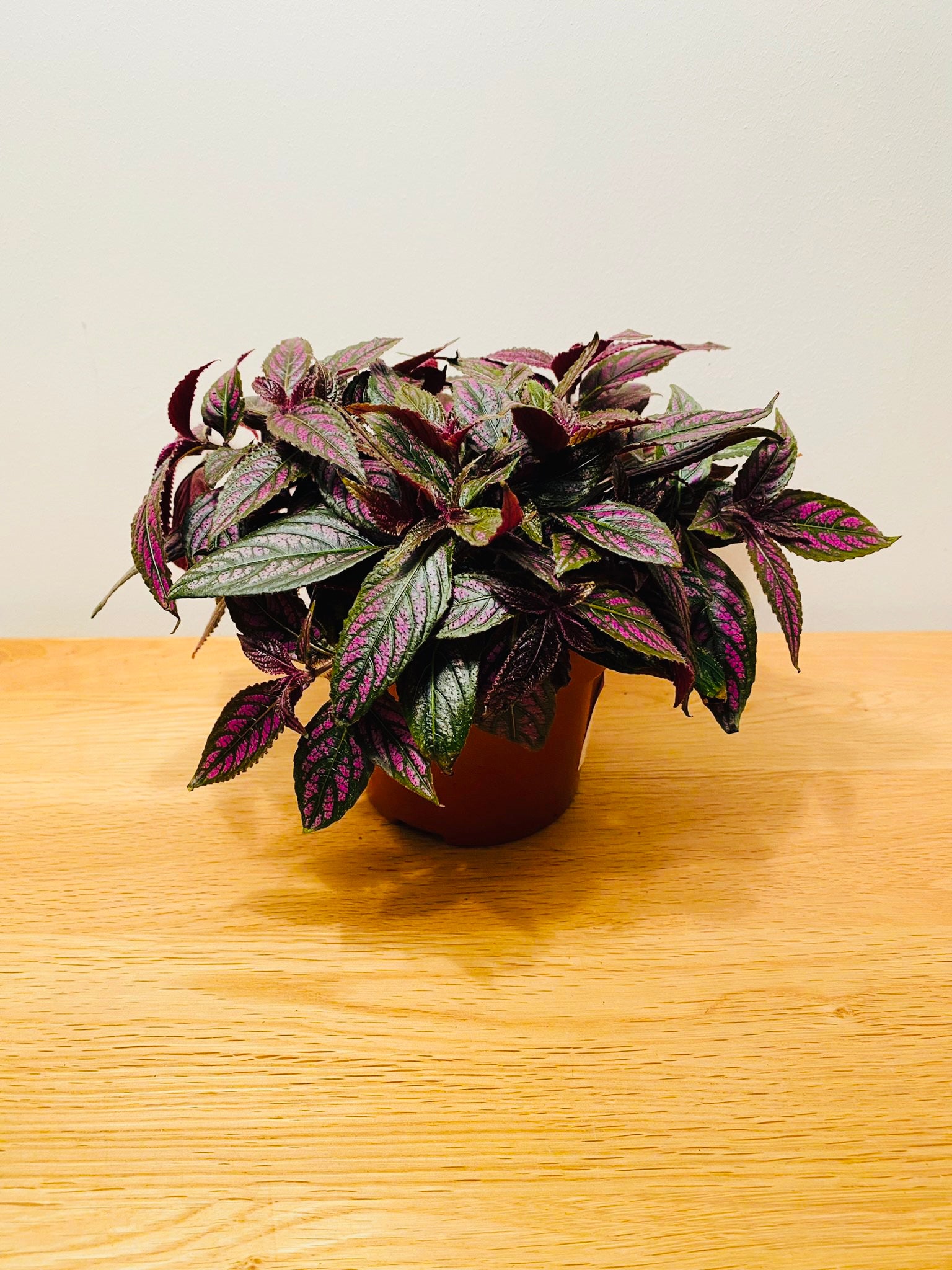 Strobilanthes Dyeriana Persian Shield in a 12cm pot Cassandra's Plants