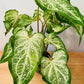 Caladium White Diamond 12cm Pot Cassandra's Plants